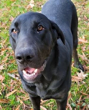 bloodhound lab mix puppy