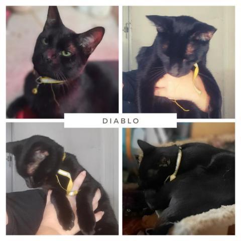 Diablo, an adoptable Domestic Short Hair in Casa Grande, AZ, 85122 | Photo Image 1