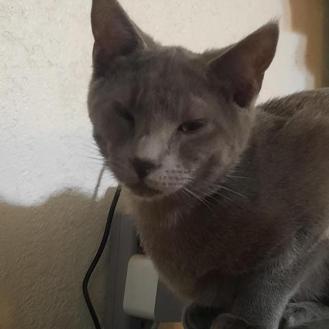 Ashe, an adoptable Domestic Short Hair, Russian Blue in Casa Grande, AZ, 85122 | Photo Image 1