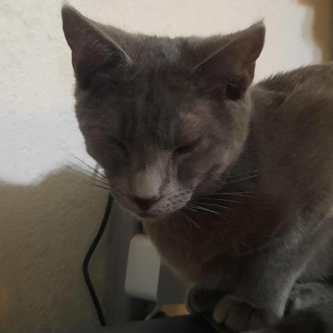 Ashe, an adoptable Domestic Short Hair, Russian Blue in Casa Grande, AZ, 85122 | Photo Image 2