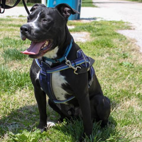 Bronx, an adoptable Pit Bull Terrier in Saint Charles, MO, 63303 | Photo Image 1