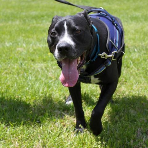 Bronx, an adoptable Pit Bull Terrier in Saint Charles, MO, 63303 | Photo Image 2