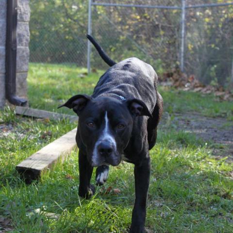 Bronx, an adoptable Pit Bull Terrier in Saint Charles, MO, 63303 | Photo Image 5