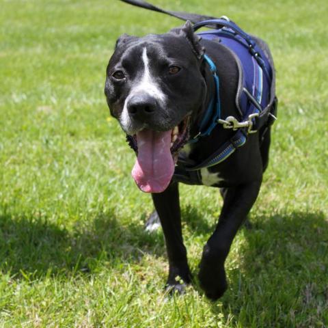 Bronx, an adoptable Pit Bull Terrier in Saint Charles, MO, 63303 | Photo Image 6