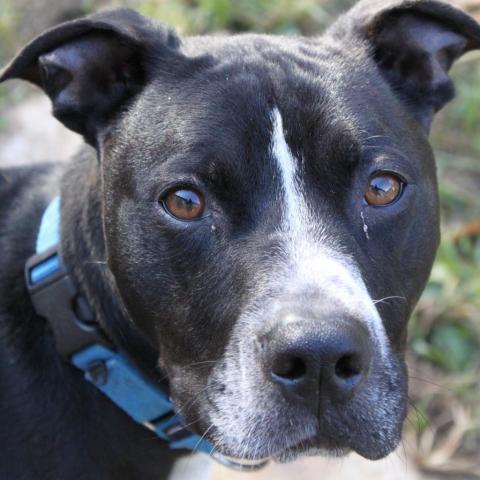 Bronx, an adoptable Pit Bull Terrier in Saint Charles, MO, 63303 | Photo Image 6