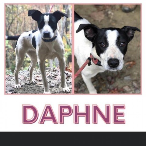 Daphne (Bridgerton Crew)