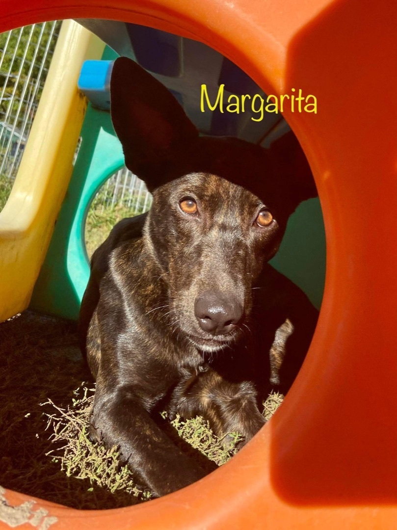 MARGARITA