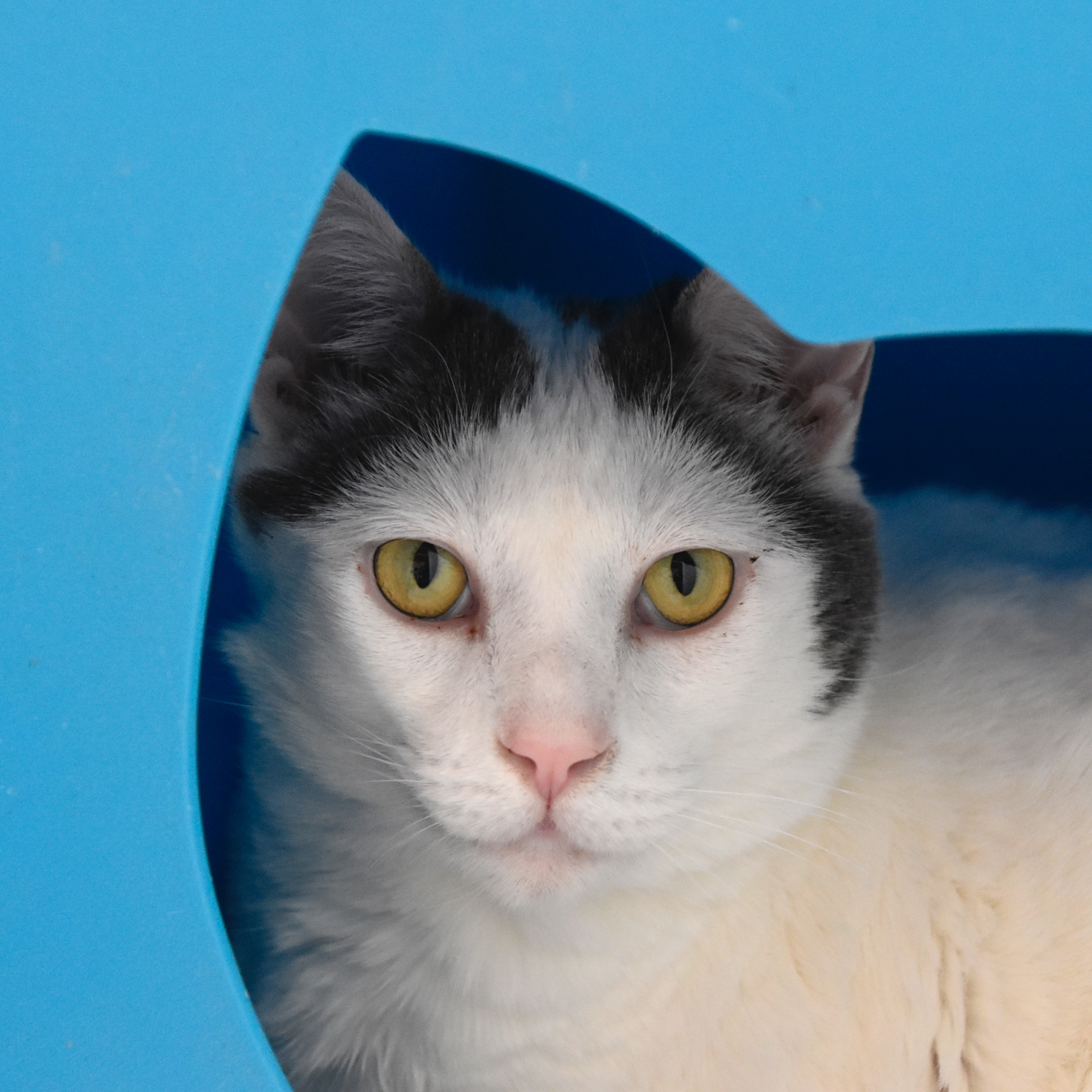 Spot, an adoptable Turkish Van in Santa Fe, NM, 87501 | Photo Image 1