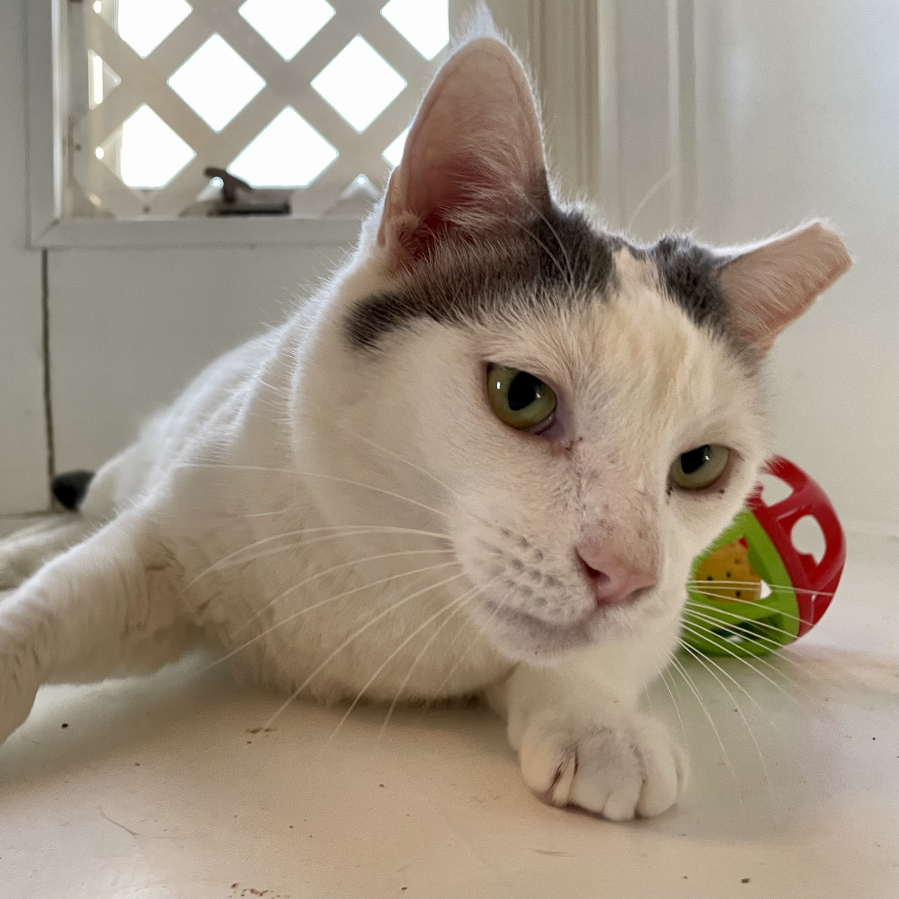 Spot, an adoptable Turkish Van in Santa Fe, NM, 87501 | Photo Image 2