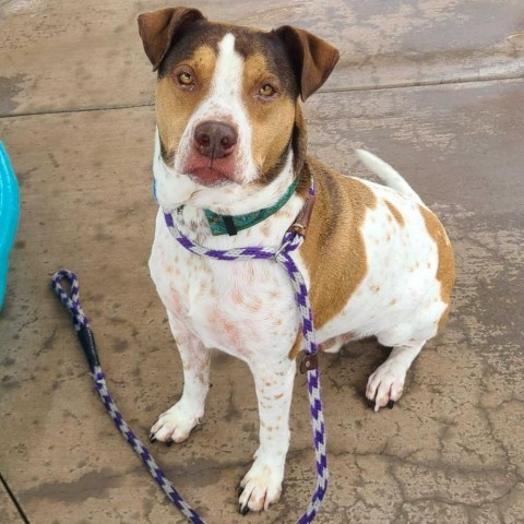 Joey, an adoptable Coonhound in Apache Junction, AZ, 85119 | Photo Image 1