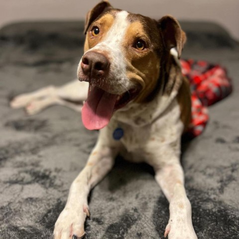 Joey, an adoptable Coonhound in Apache Junction, AZ, 85119 | Photo Image 1