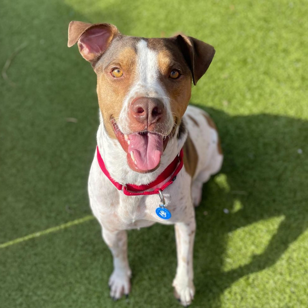 Joey, an adoptable Coonhound in Apache Junction, AZ, 85119 | Photo Image 1