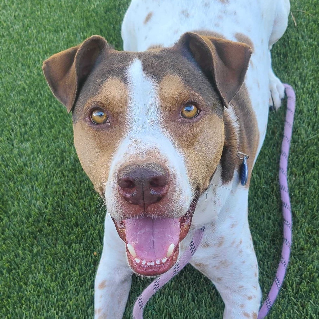 Joey, an adoptable Coonhound in Apache Junction, AZ, 85119 | Photo Image 1