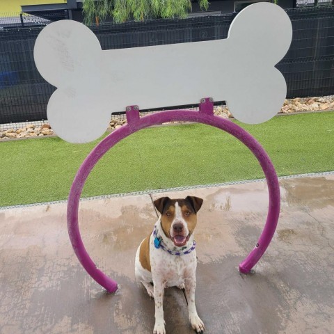 Joey, an adoptable Coonhound in Apache Junction, AZ, 85119 | Photo Image 2