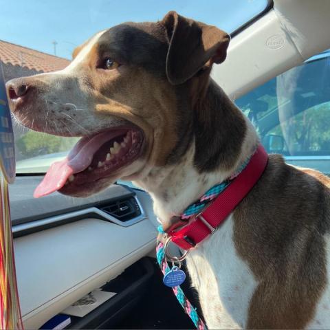 Joey, an adoptable Coonhound in Apache Junction, AZ, 85119 | Photo Image 2