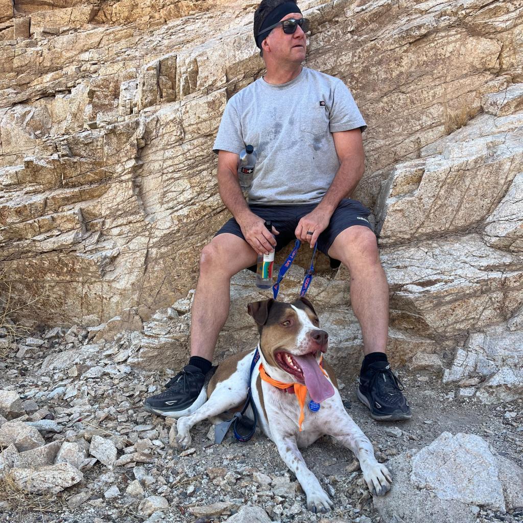 Joey, an adoptable Coonhound in Apache Junction, AZ, 85119 | Photo Image 2