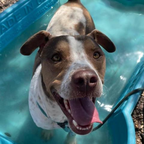 Joey, an adoptable Coonhound in Apache Junction, AZ, 85119 | Photo Image 3