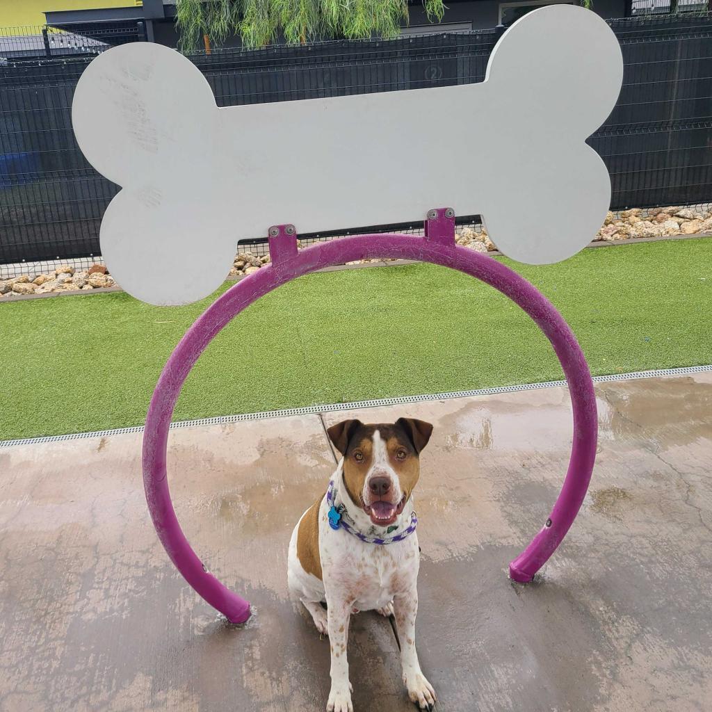 Joey, an adoptable Coonhound in Apache Junction, AZ, 85119 | Photo Image 3