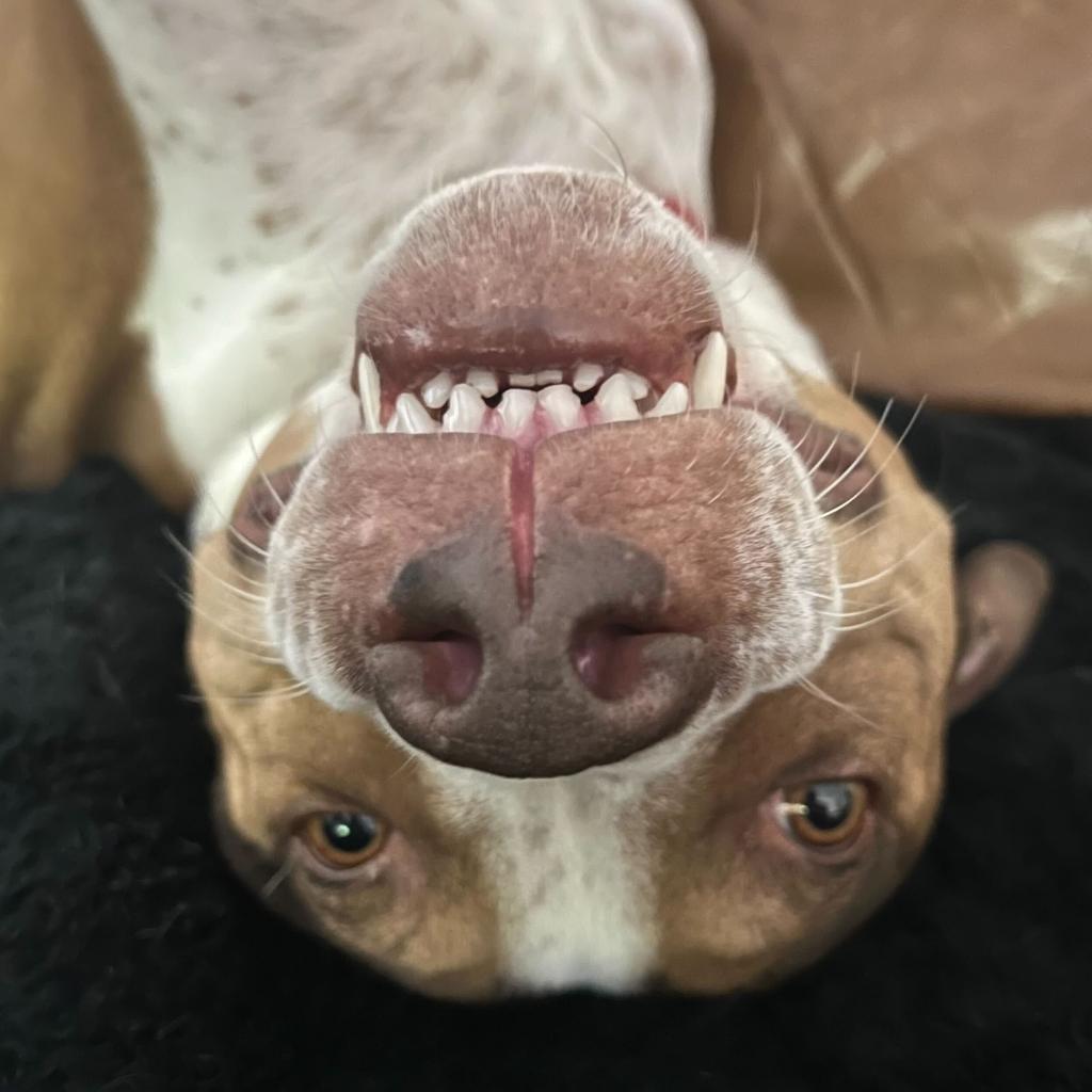 Joey, an adoptable Coonhound in Apache Junction, AZ, 85119 | Photo Image 3
