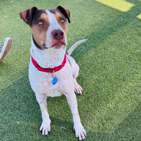 Joey, an adoptable Coonhound in Apache Junction, AZ, 85119 | Photo Image 4