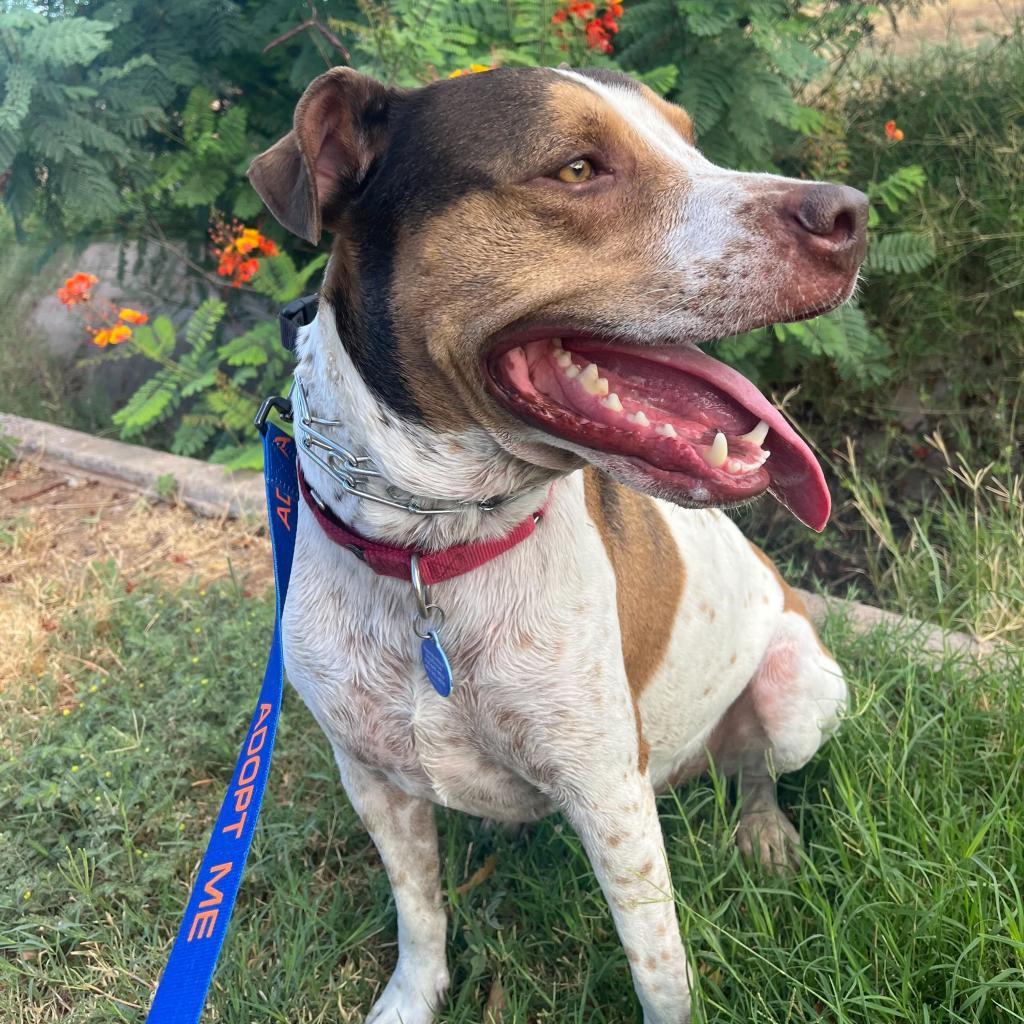 Joey, an adoptable Coonhound in Apache Junction, AZ, 85119 | Photo Image 4