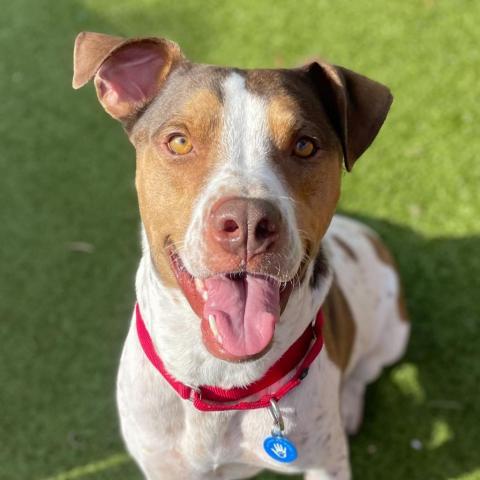 Joey, an adoptable Coonhound in Apache Junction, AZ, 85119 | Photo Image 5