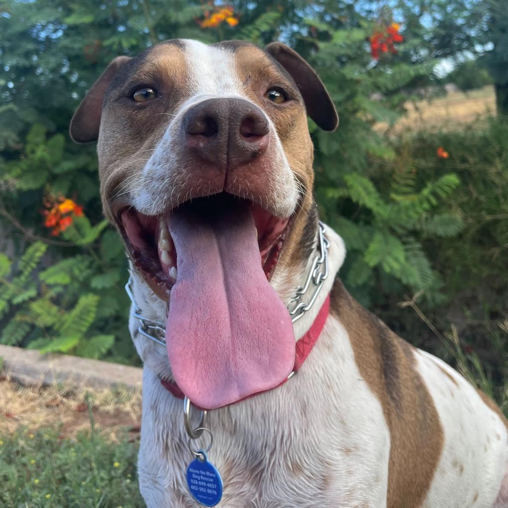 Joey, an adoptable Coonhound in Apache Junction, AZ, 85119 | Photo Image 5