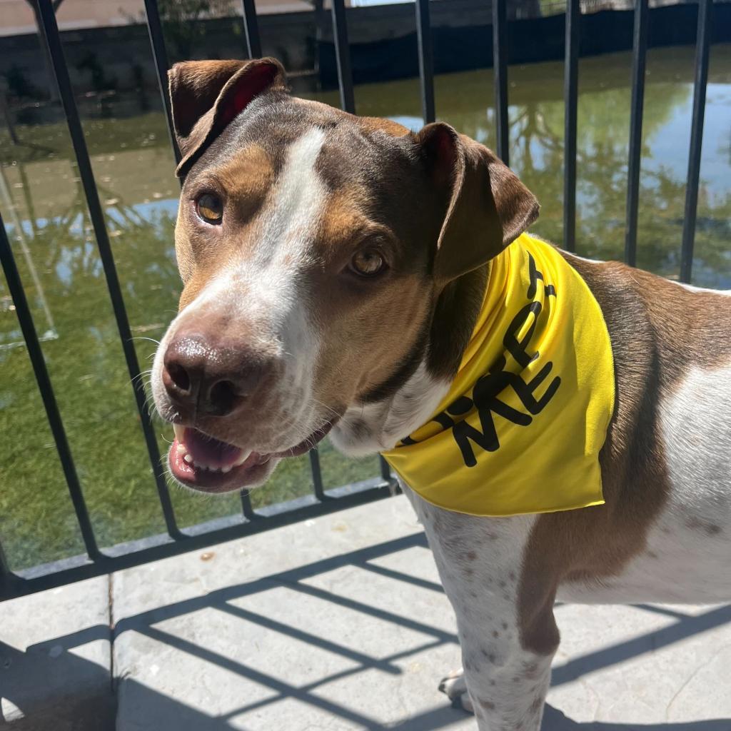 Joey, an adoptable Coonhound in Apache Junction, AZ, 85119 | Photo Image 6