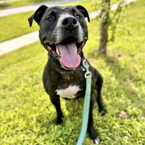 Laya, an adoptable Mixed Breed in West Des Moines, IA, 50265 | Photo Image 1