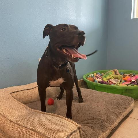 Laya, an adoptable Mixed Breed in West Des Moines, IA, 50265 | Photo Image 2