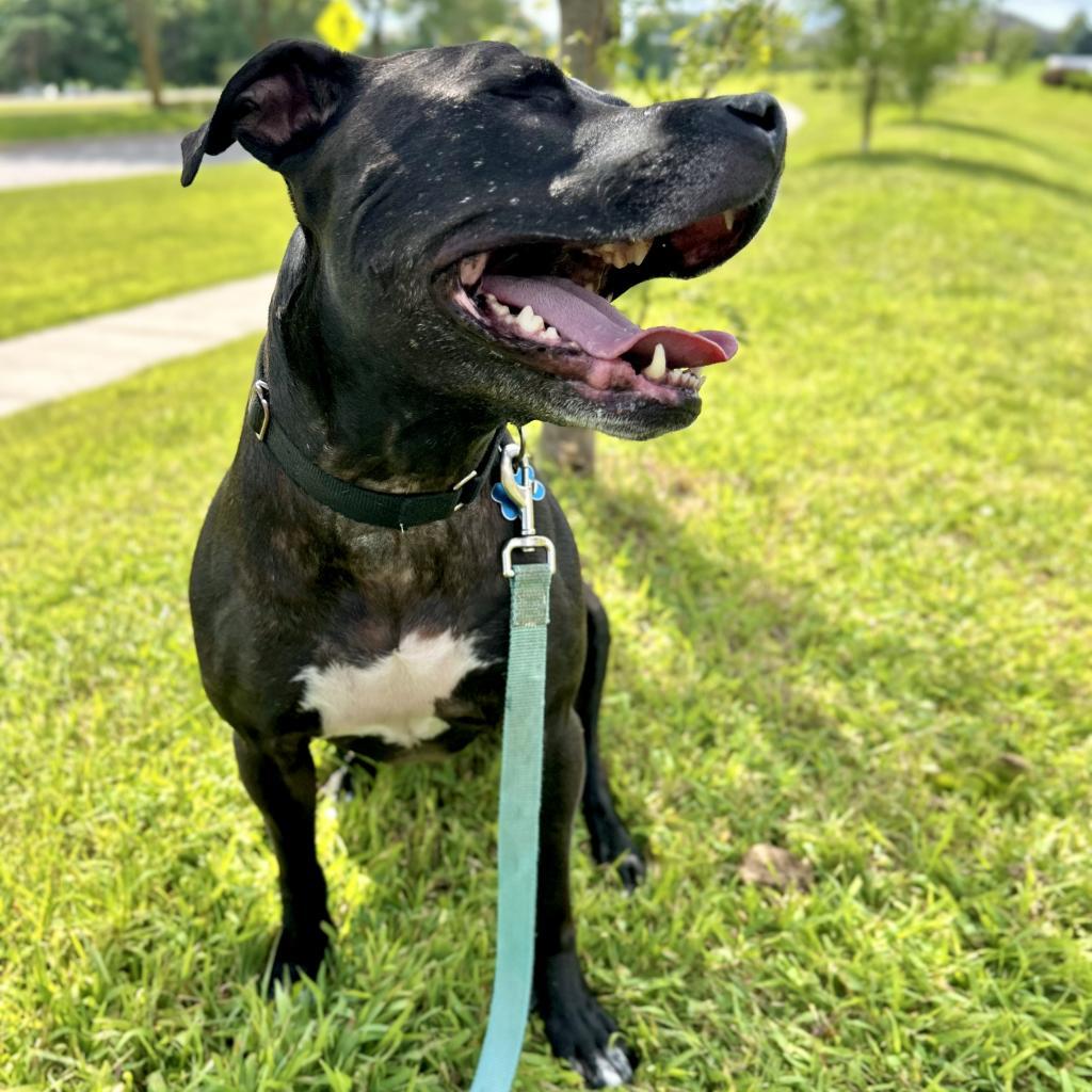 Laya, an adoptable Mixed Breed in West Des Moines, IA, 50265 | Photo Image 2