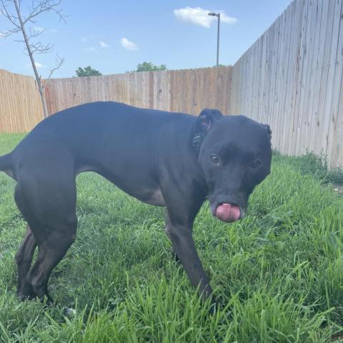 Laya, an adoptable Mixed Breed in West Des Moines, IA, 50265 | Photo Image 3