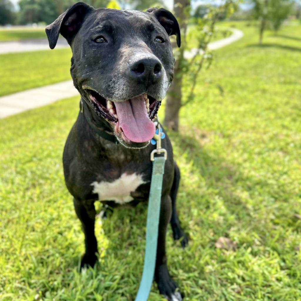 Laya, an adoptable Mixed Breed in West Des Moines, IA, 50265 | Photo Image 4