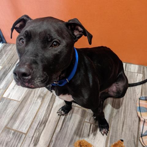 Laya, an adoptable Mixed Breed in West Des Moines, IA, 50265 | Photo Image 5