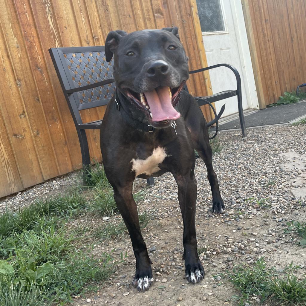 Laya, an adoptable Mixed Breed in West Des Moines, IA, 50265 | Photo Image 6