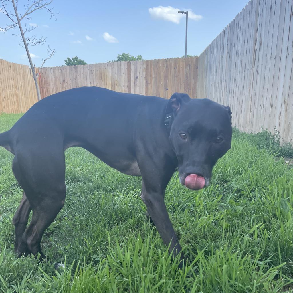 Laya, an adoptable Mixed Breed in West Des Moines, IA, 50265 | Photo Image 6