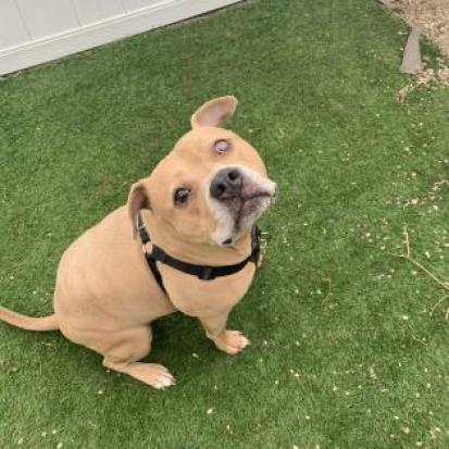 Teyo, an adoptable Terrier in West Des Moines, IA, 50265 | Photo Image 2