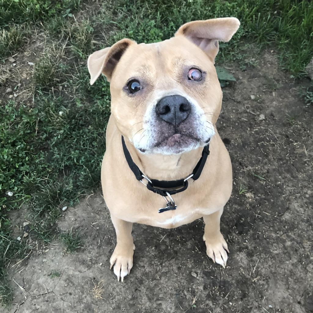 Teyo, an adoptable Terrier in West Des Moines, IA, 50265 | Photo Image 2