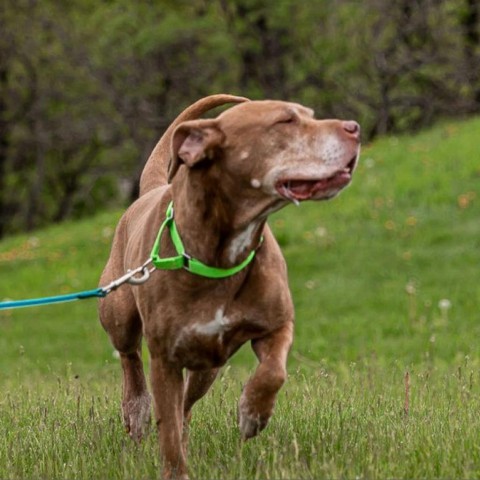 Bella, an adoptable Labrador Retriever, Terrier in West Des Moines, IA, 50265 | Photo Image 1