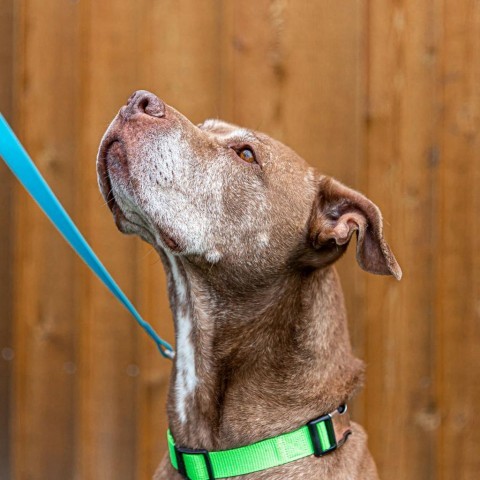 Bella, an adoptable Labrador Retriever, Terrier in West Des Moines, IA, 50265 | Photo Image 6