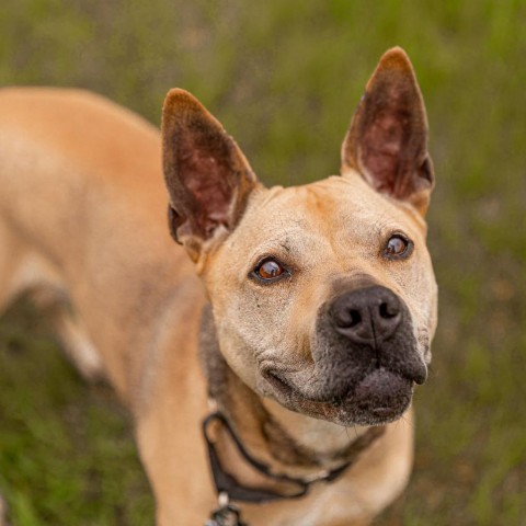 Daisy, an adoptable Mixed Breed in West Des Moines, IA, 50265 | Photo Image 1