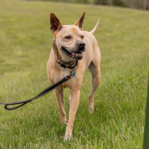 Daisy, an adoptable Mixed Breed in West Des Moines, IA, 50265 | Photo Image 2
