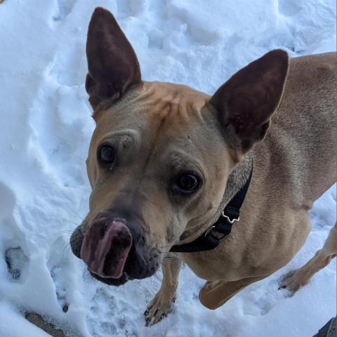 Daisy, an adoptable Mixed Breed in West Des Moines, IA, 50265 | Photo Image 2