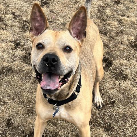 Daisy, an adoptable Mixed Breed in West Des Moines, IA, 50265 | Photo Image 3