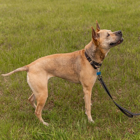 Daisy, an adoptable Mixed Breed in West Des Moines, IA, 50265 | Photo Image 4