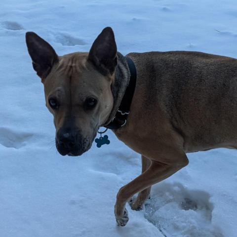 Daisy, an adoptable Mixed Breed in West Des Moines, IA, 50265 | Photo Image 4