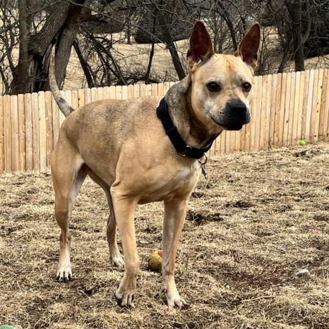 Daisy, an adoptable Mixed Breed in West Des Moines, IA, 50265 | Photo Image 4