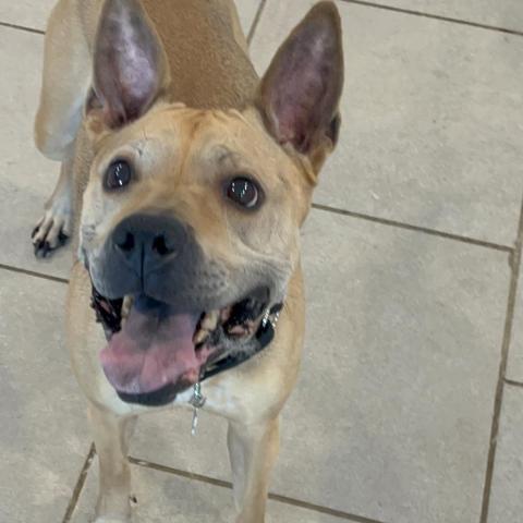 Daisy, an adoptable Mixed Breed in West Des Moines, IA, 50265 | Photo Image 4