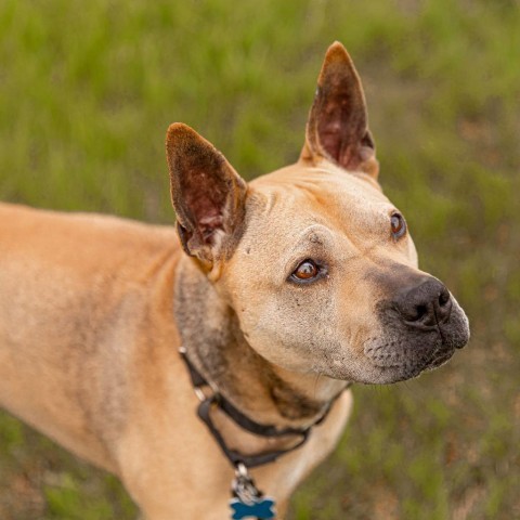 Daisy, an adoptable Mixed Breed in West Des Moines, IA, 50265 | Photo Image 5