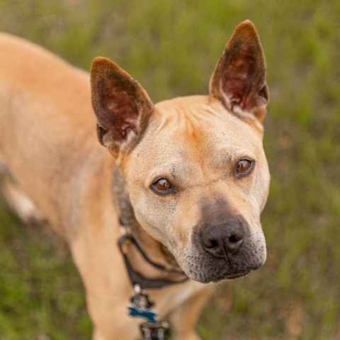 Daisy, an adoptable Mixed Breed in West Des Moines, IA, 50265 | Photo Image 6